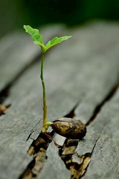 Imagen de una planta creciente en un tronco