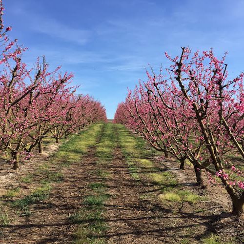 Imagen de un camino con árboles floreciendo