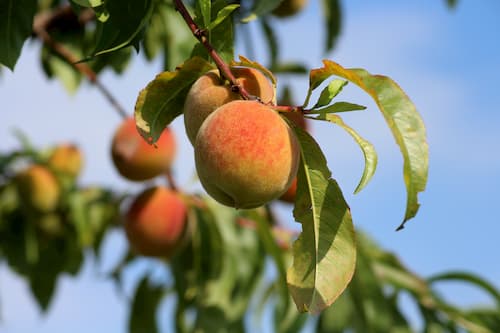 Fruta creciente del árbol